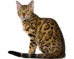 Bengal Bengal