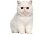 Persian Persian