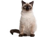Ragdoll Ragdoll