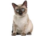 Siamese Siamese