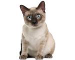 Siamese