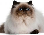 Himalayan Himalayan