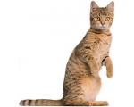 Tabby Tabby