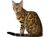 Bengal