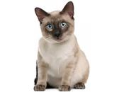 Siamese